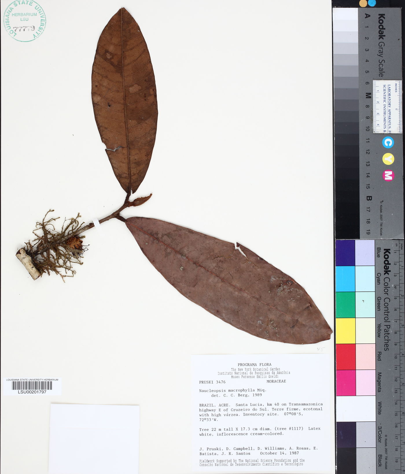 Naucleopsis macrophylla image