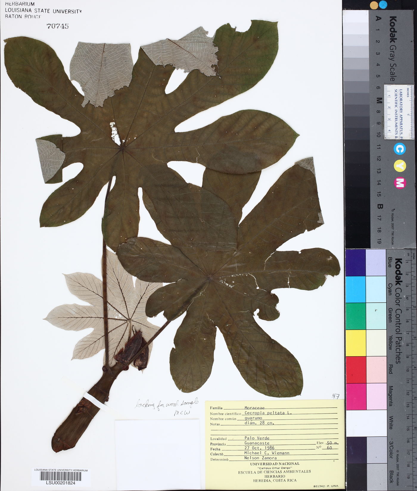 Cecropia peltata image