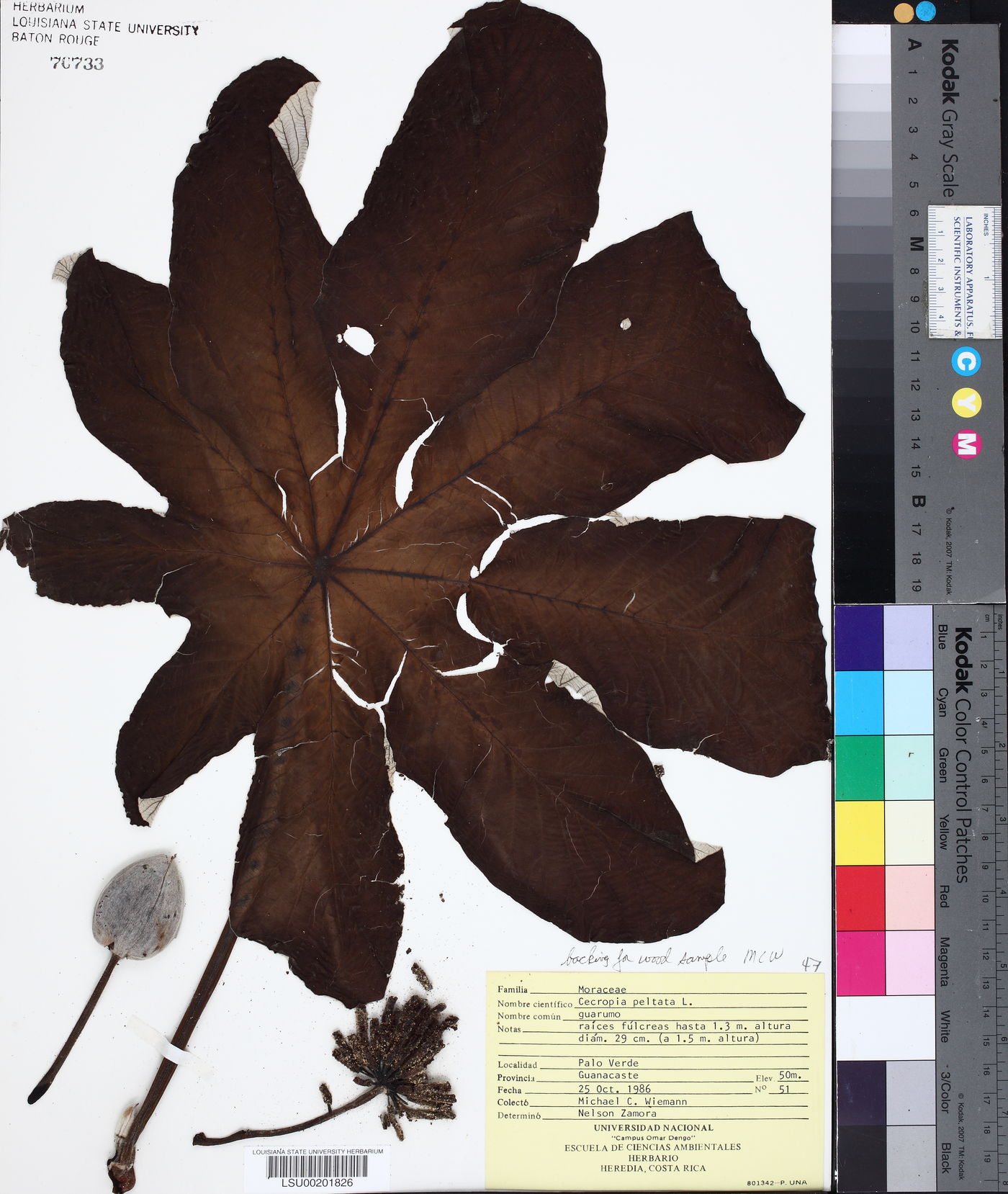 Cecropia peltata image