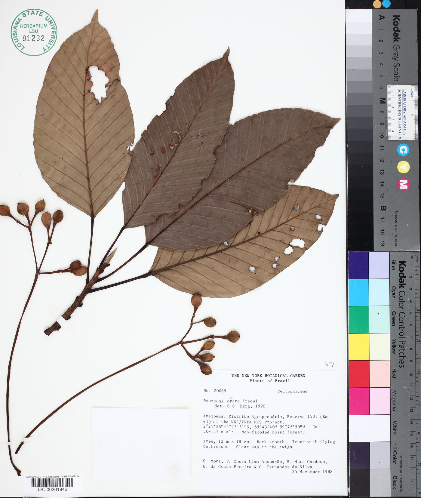 Pourouma ovata image