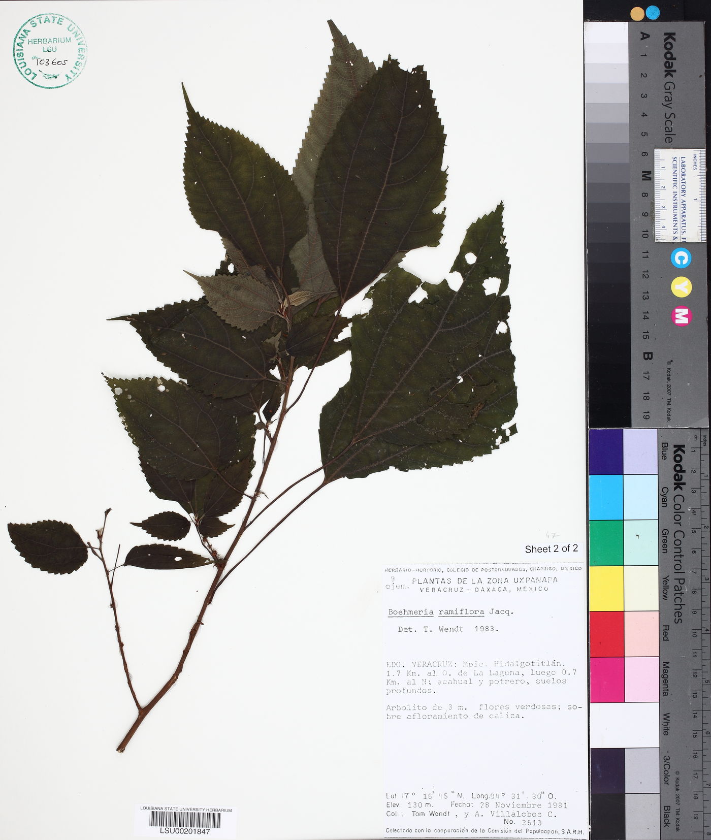 Boehmeria ramiflora image