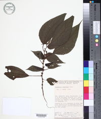Image of Boehmeria ramiflora