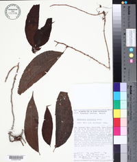 Boehmeria ulmifolia image
