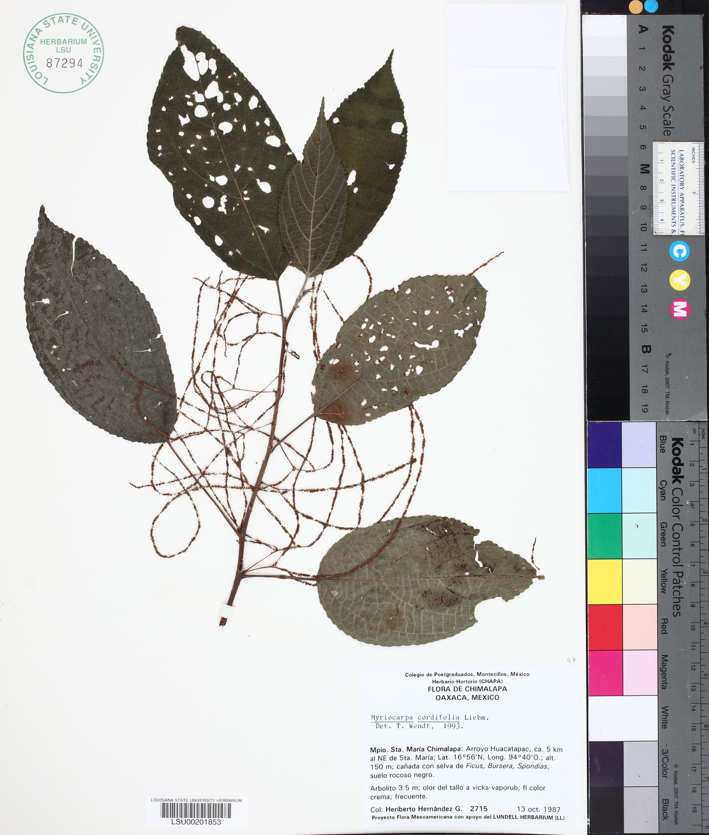 Myriocarpa cordifolia image