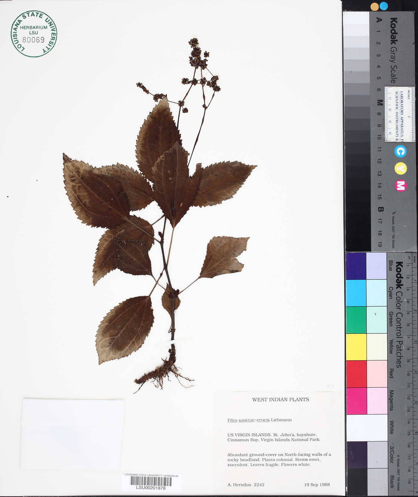 Pilea sanctae-crucis image
