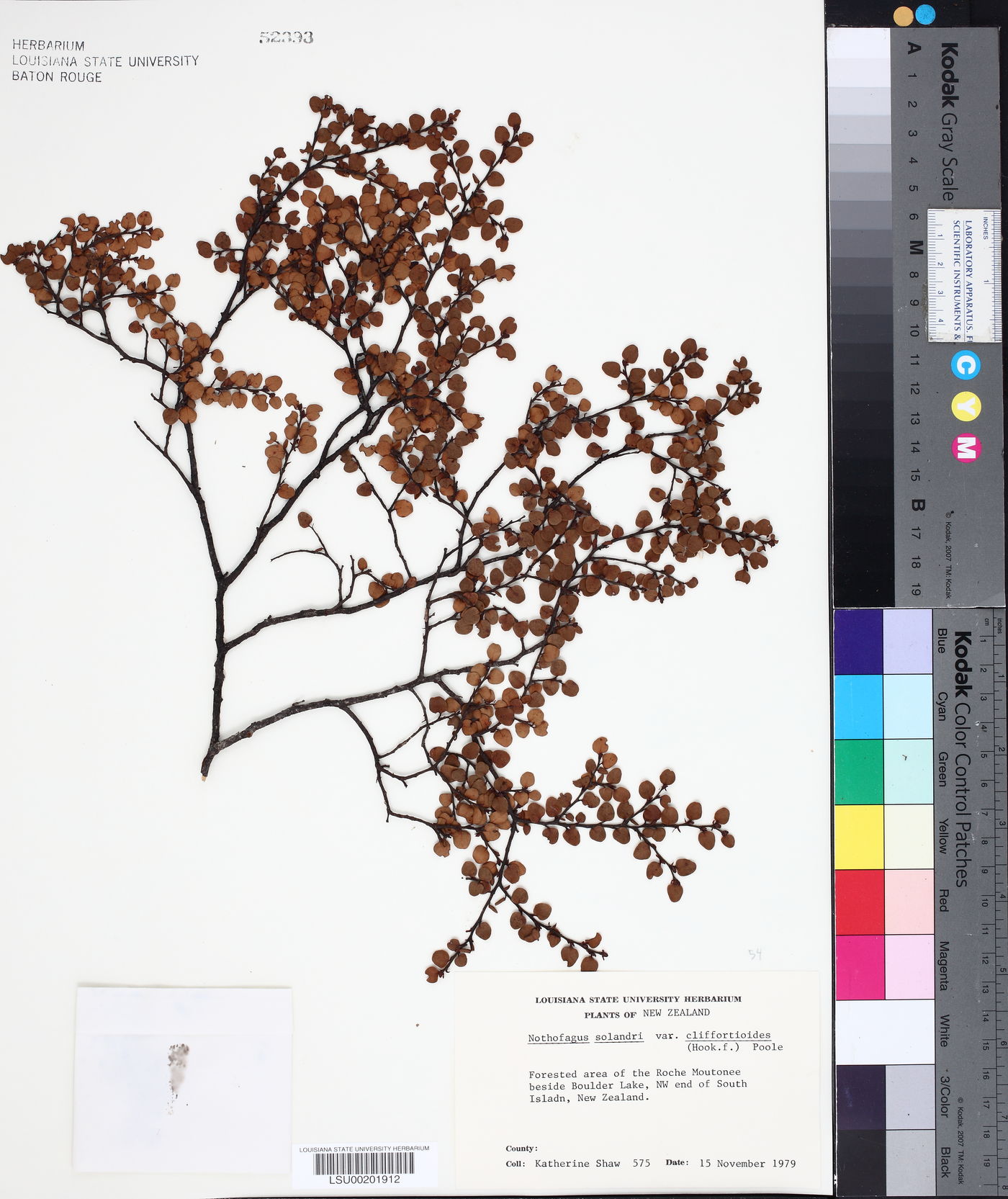 Nothofagus cliffortioides image