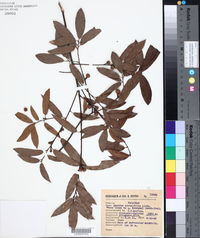 Quercus ocoteifolia image