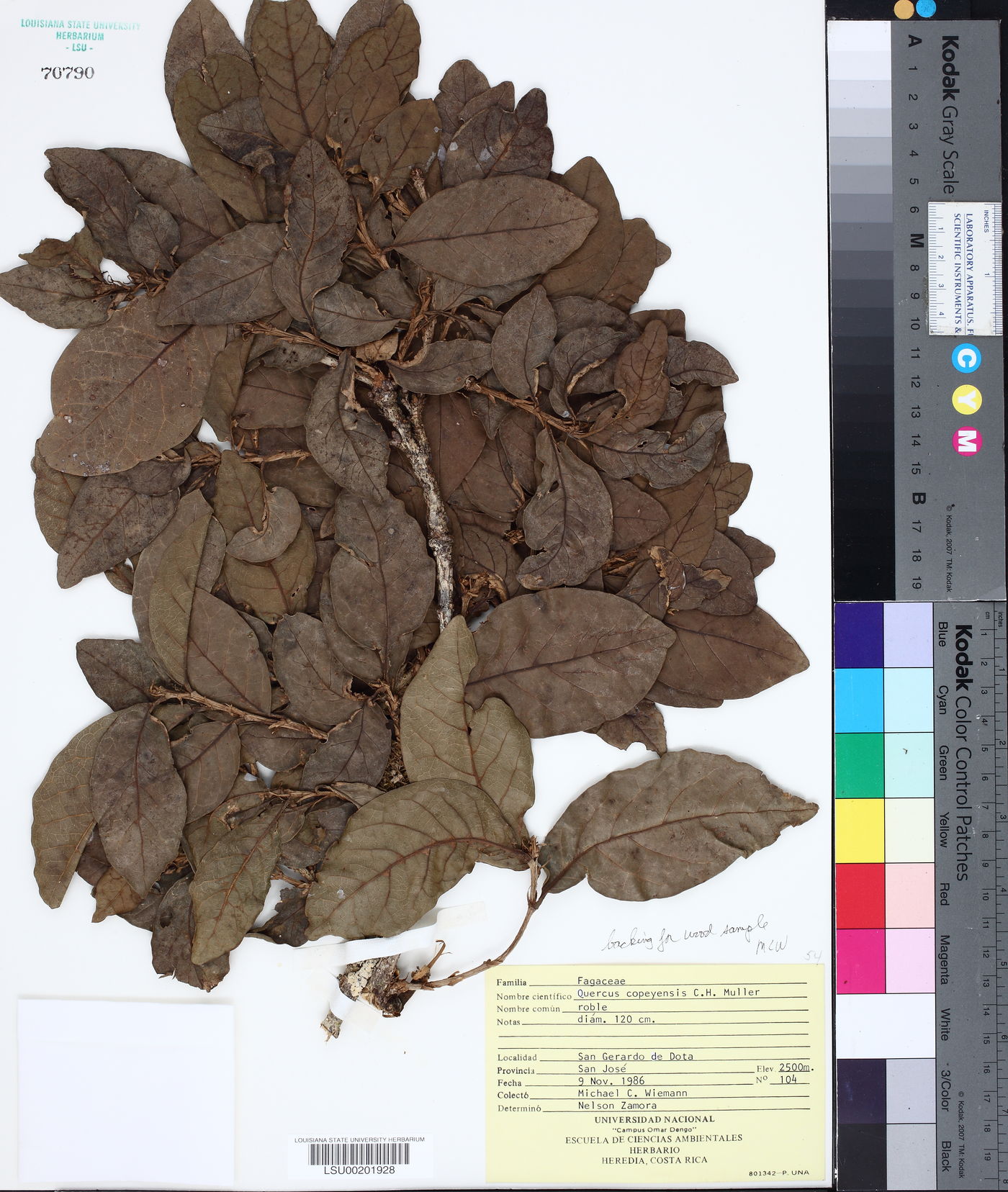 Quercus copeyensis image