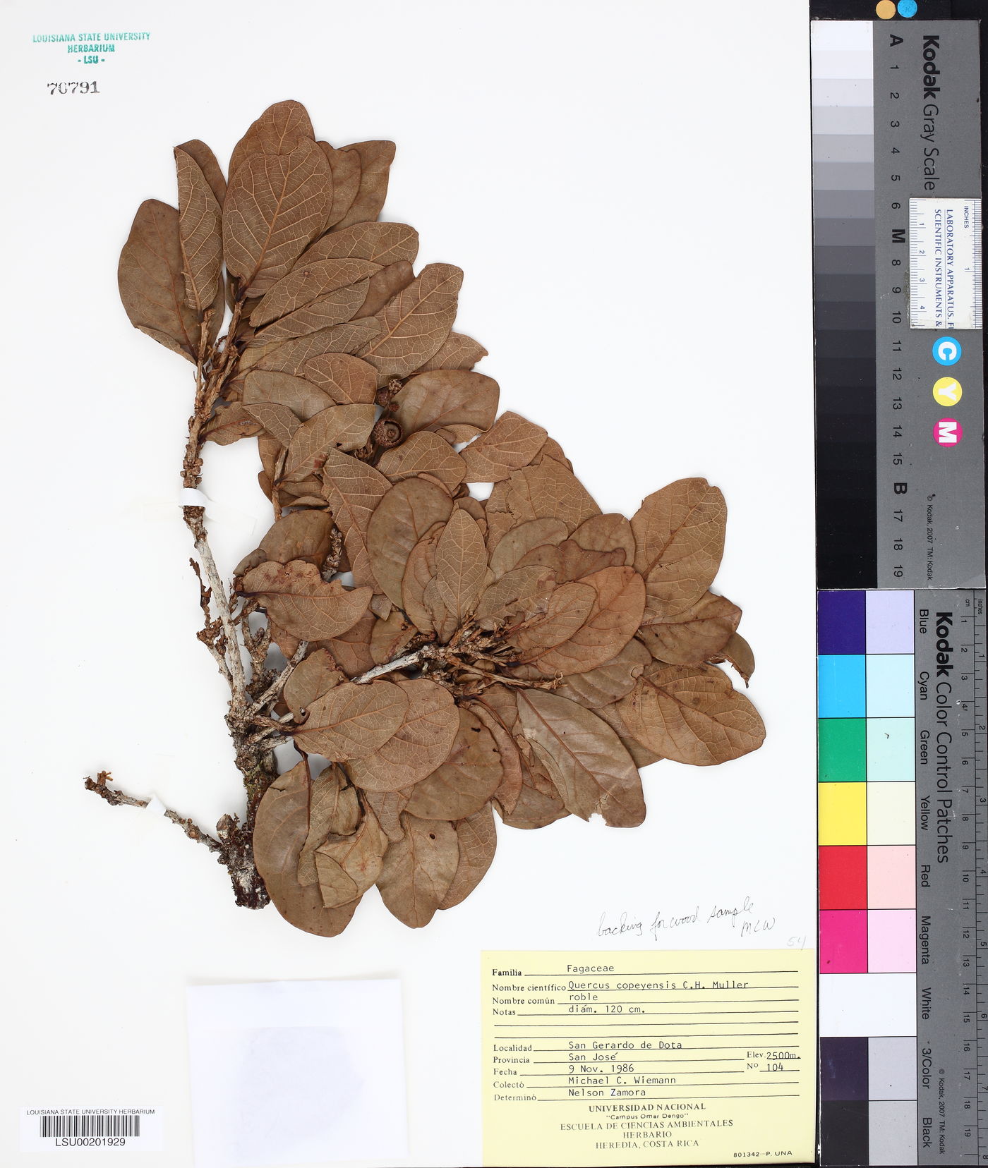 Quercus copeyensis image