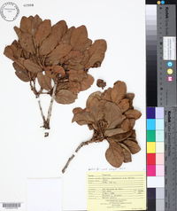 Image of Quercus copeyensis