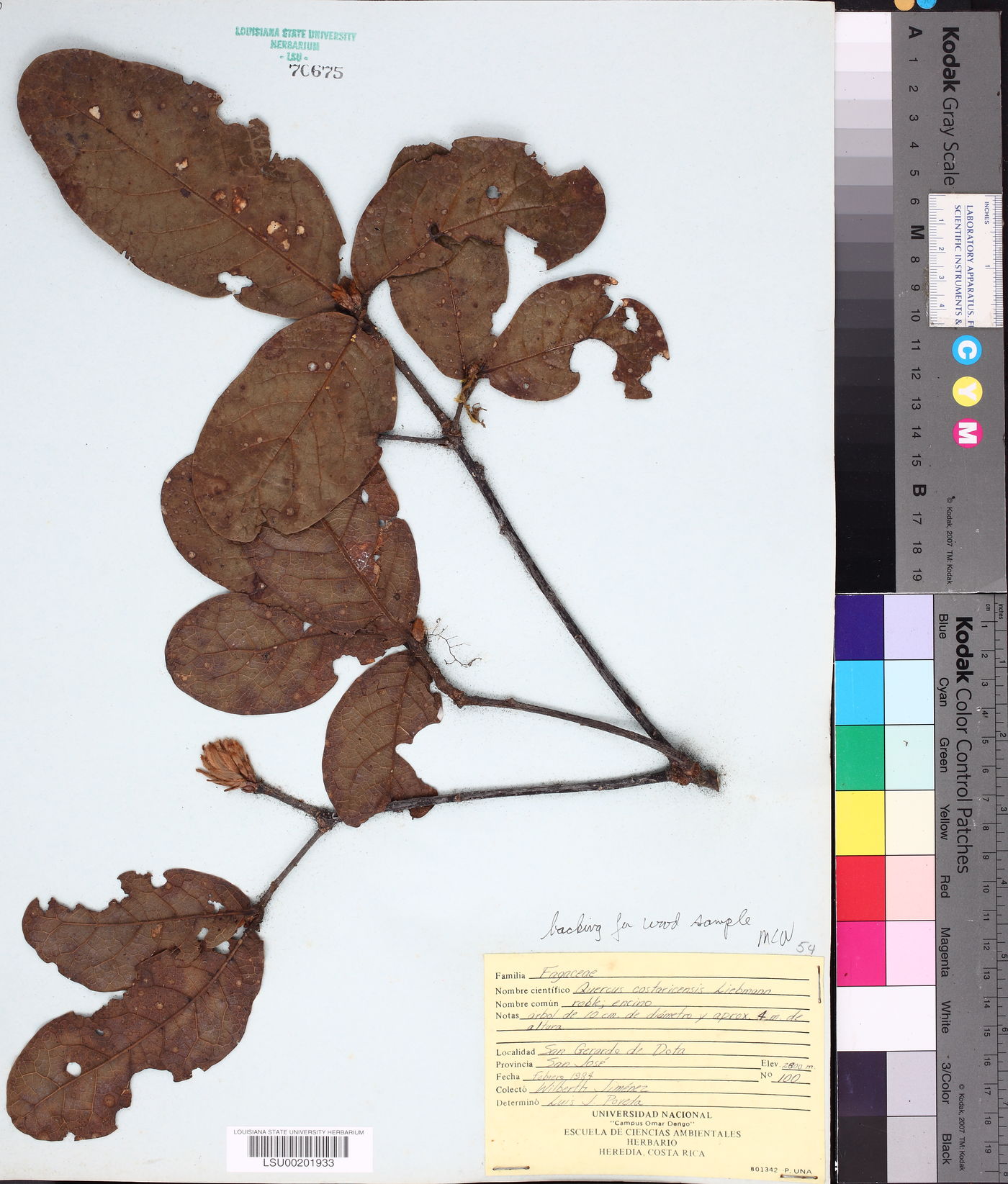 Quercus costaricensis image