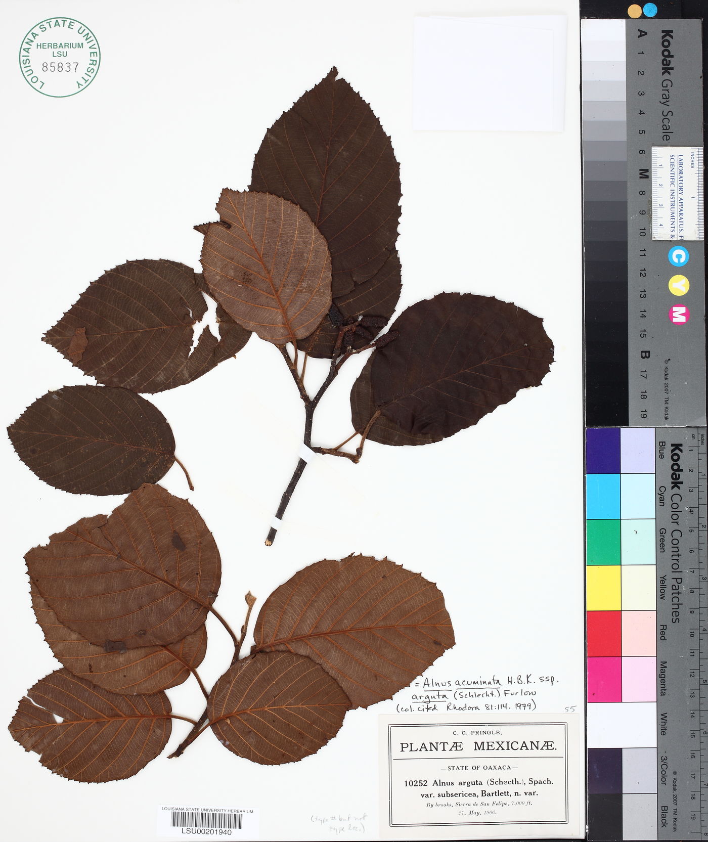 Alnus acuminata image