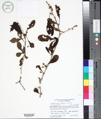 Image of Achatocarpus gracilis