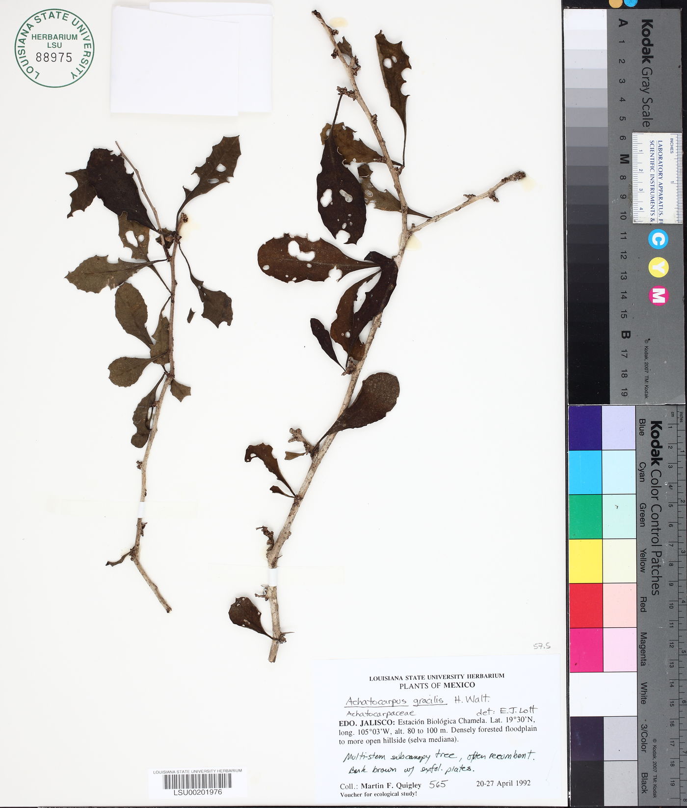 Achatocarpus gracilis image