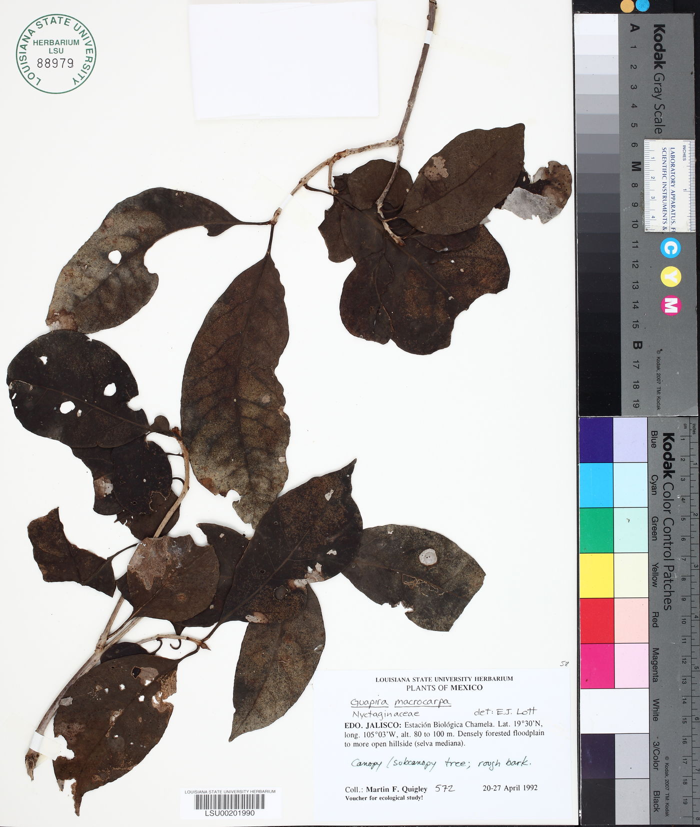 Guapira macrocarpa image