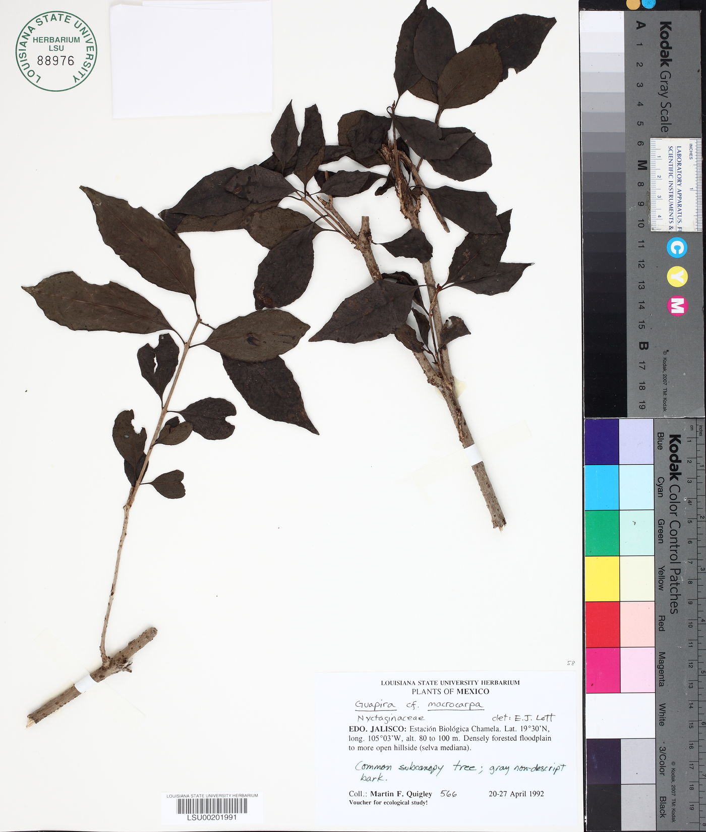Guapira macrocarpa image