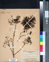 Pisonia albida image
