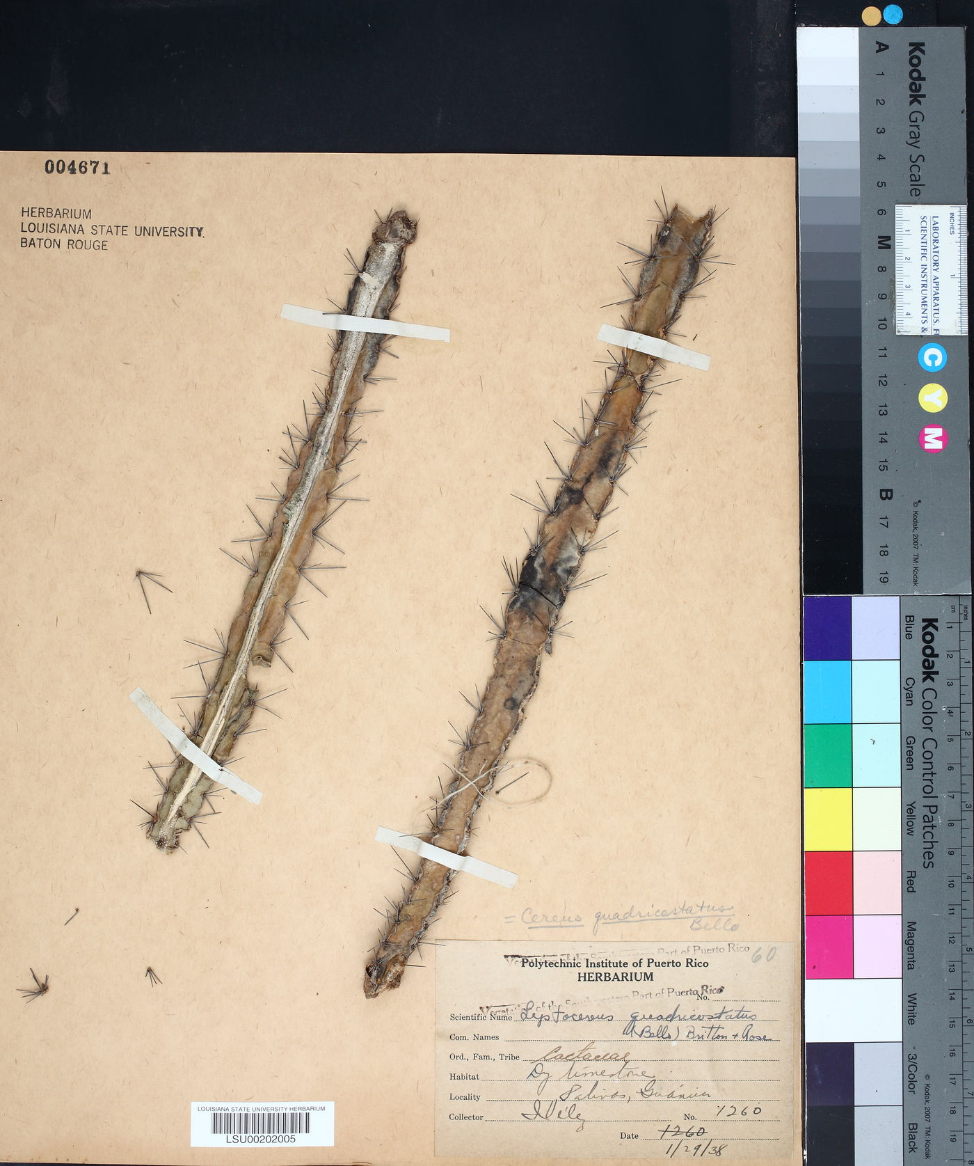 Cereus quadricostatus image