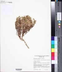 Gunniopsis calcarea image