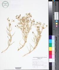 Image of Gunniopsis tenuifolia