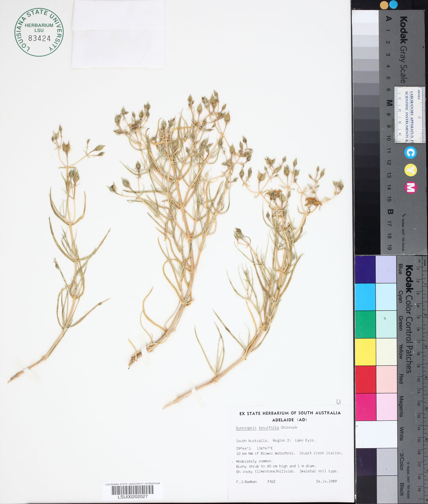 Gunniopsis tenuifolia image