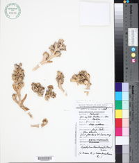 Image of Mesembryanthemum cryptanthum