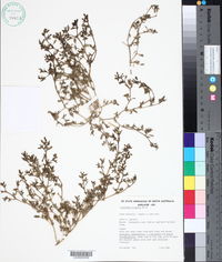 Trianthema triquetra image