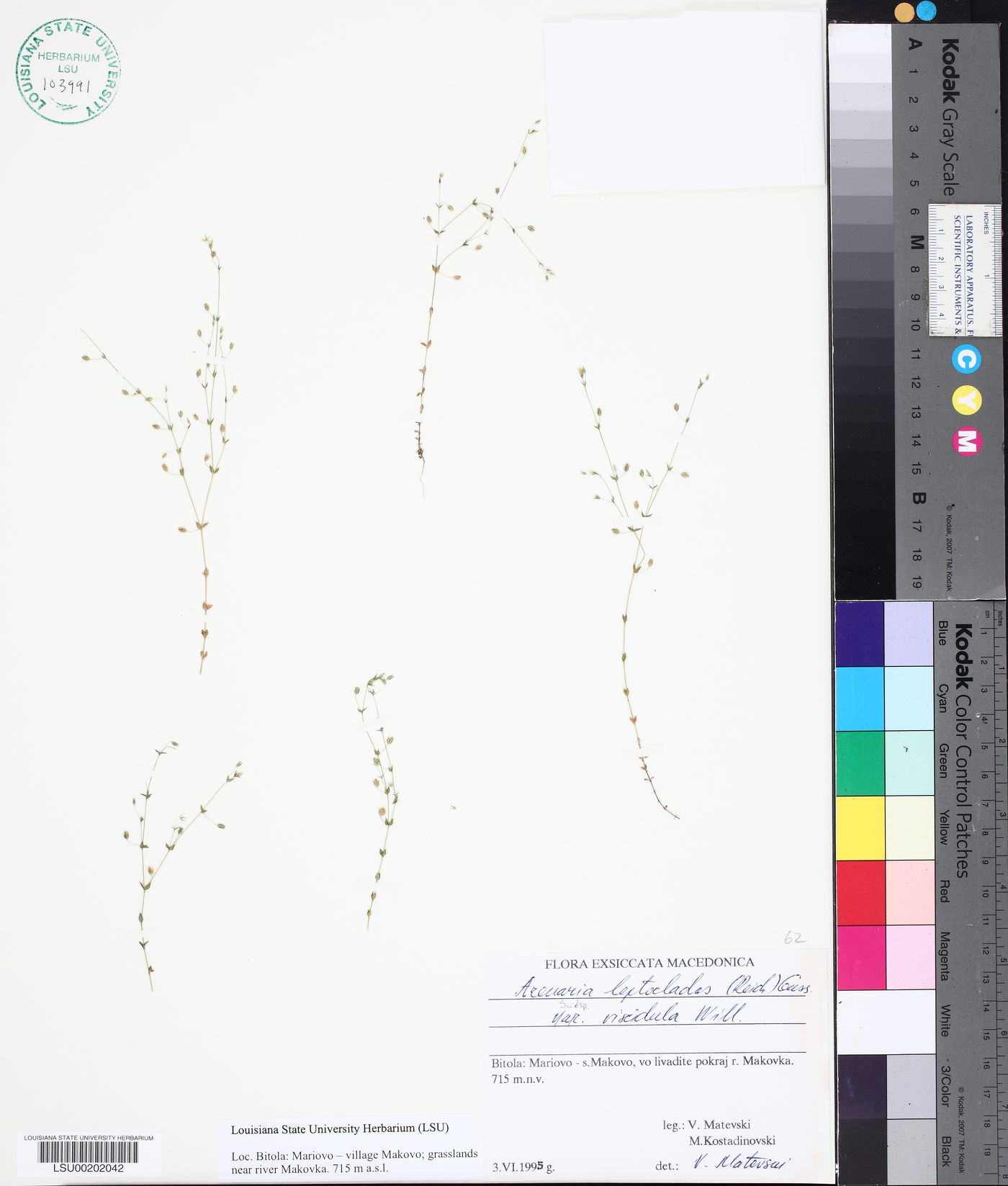 Arenaria leptoclados subsp. viscidula image