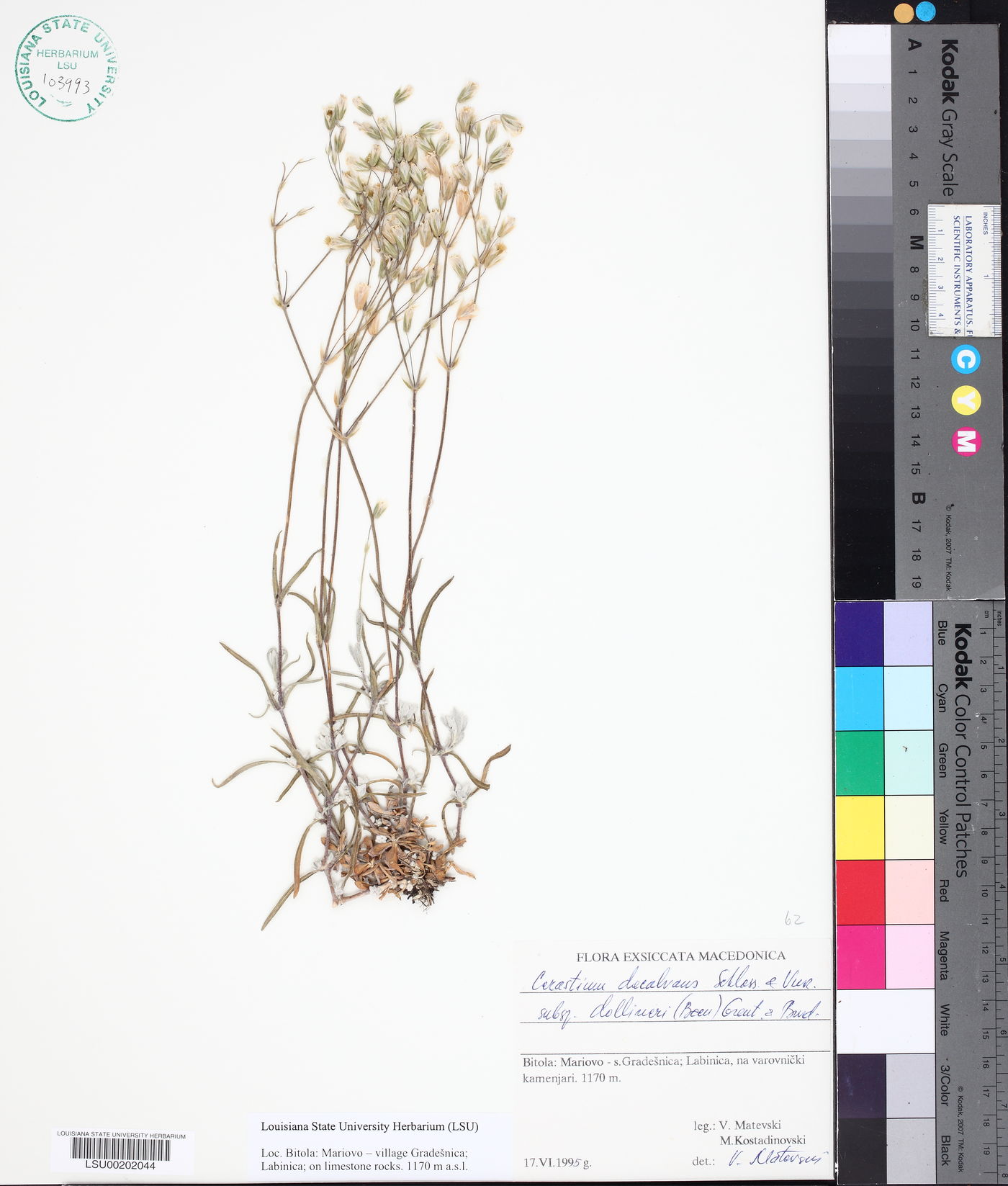 Cerastium decalvans subsp. dollineri image