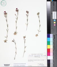 Image of Dianthus haematocalyx