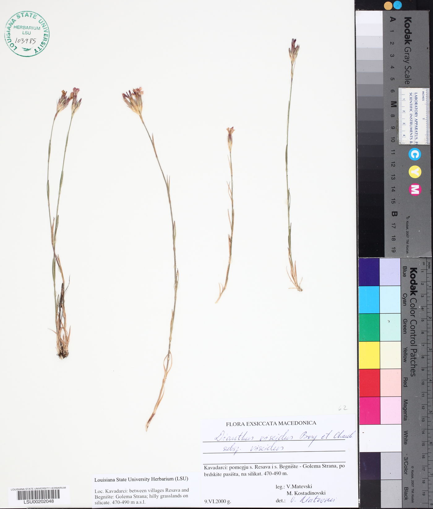 Dianthus viscidus image