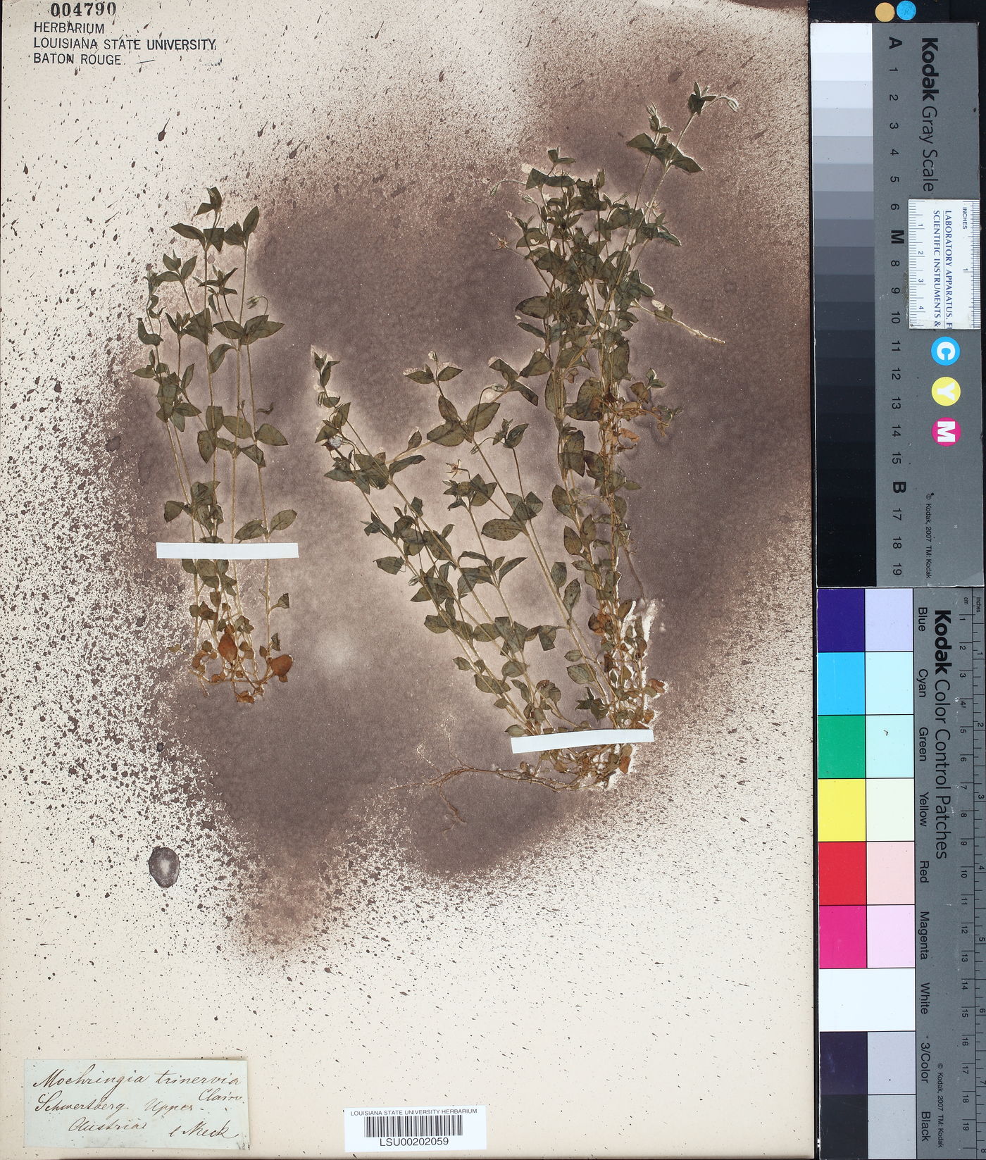 Moehringia trinervia image