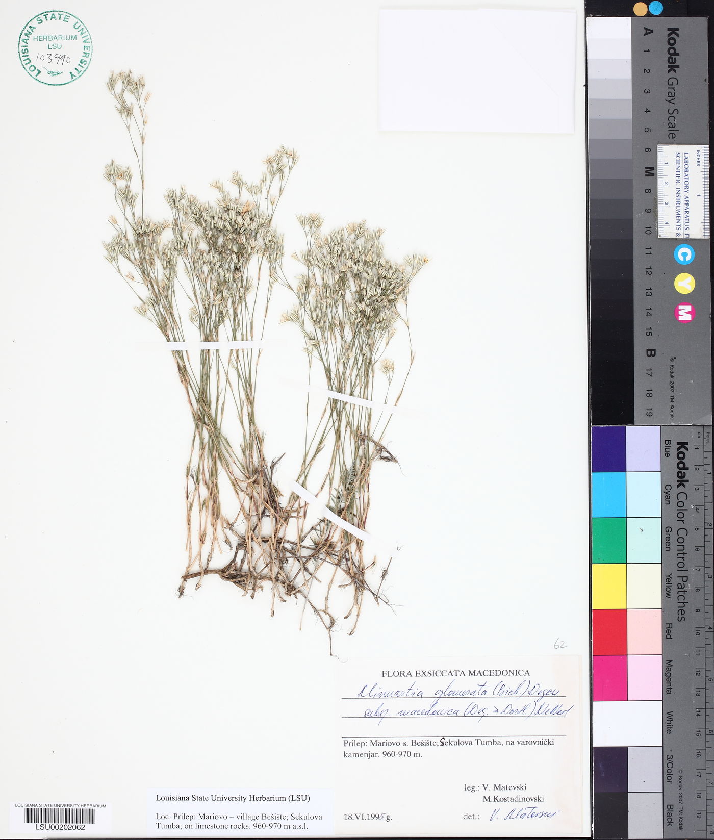 Minuartia glomerata subsp. macedonica image