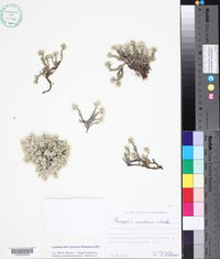Image of Paronychia macedonica