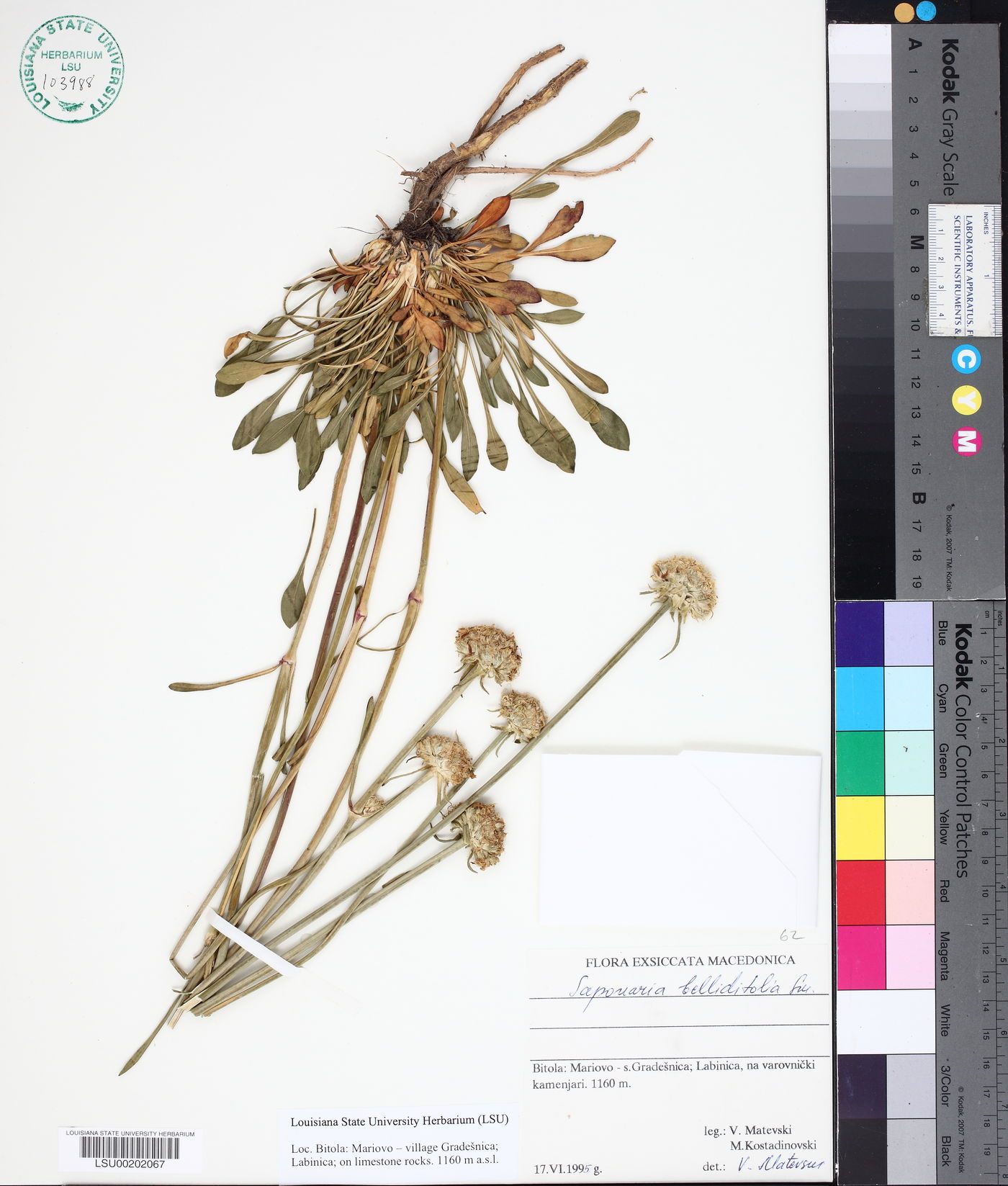 Saponaria bellidifolia image