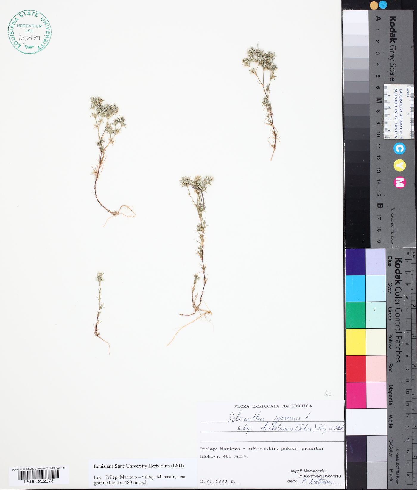 Scleranthus perennis subsp. dichotomus image