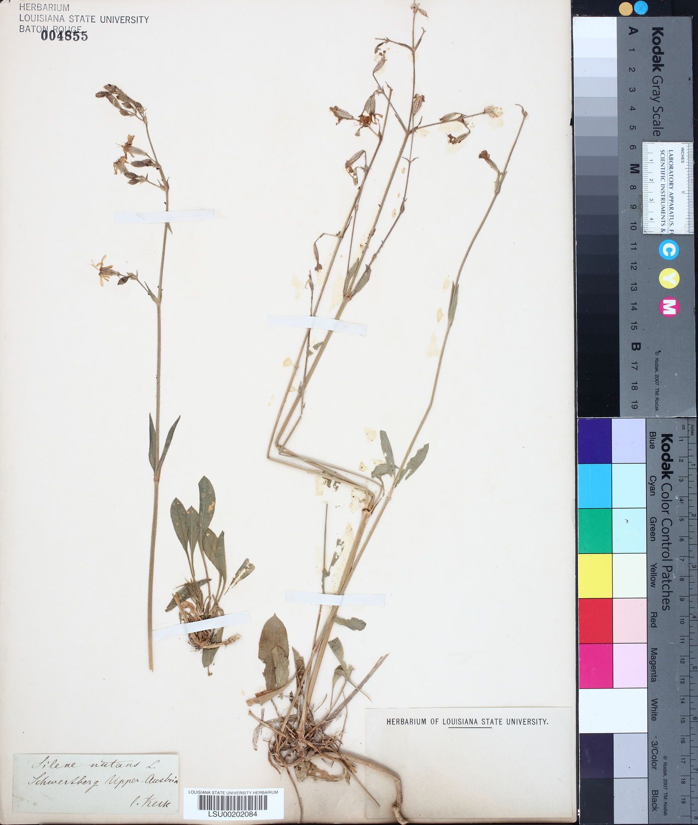 Silene nutans image