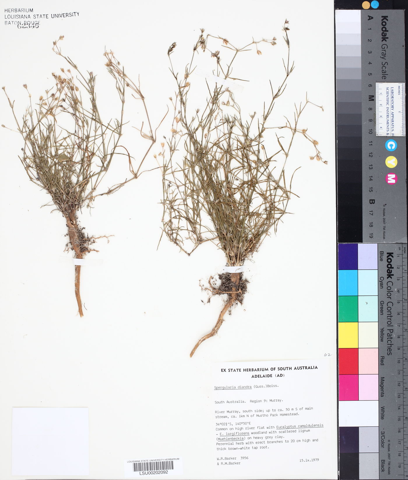 Spergularia diandra image
