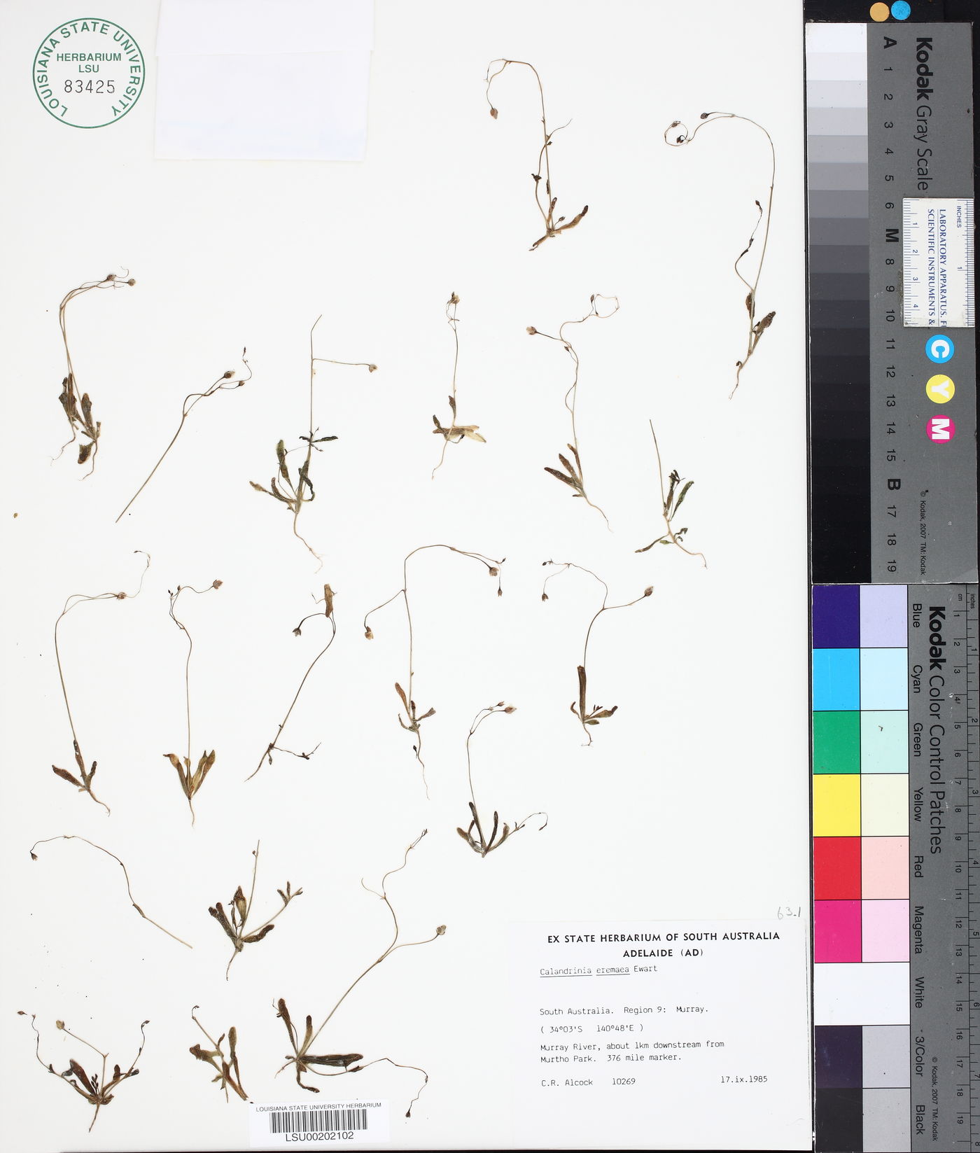 Calandrinia eremaea image