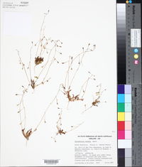 Image of Calandrinia eremaea