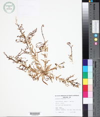 Image of Calandrinia ptychosperma