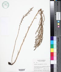 Atriplex linifolia image