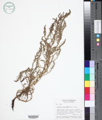 Image of Atriplex linifolia