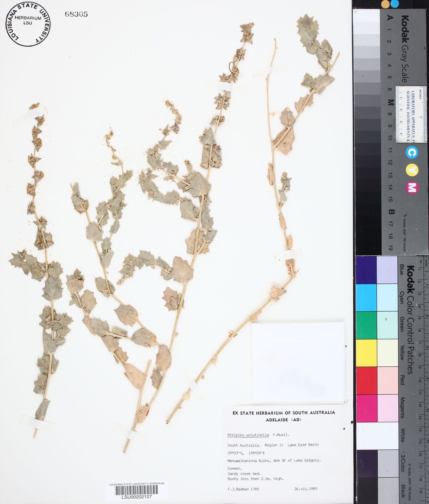 Atriplex velutinella image