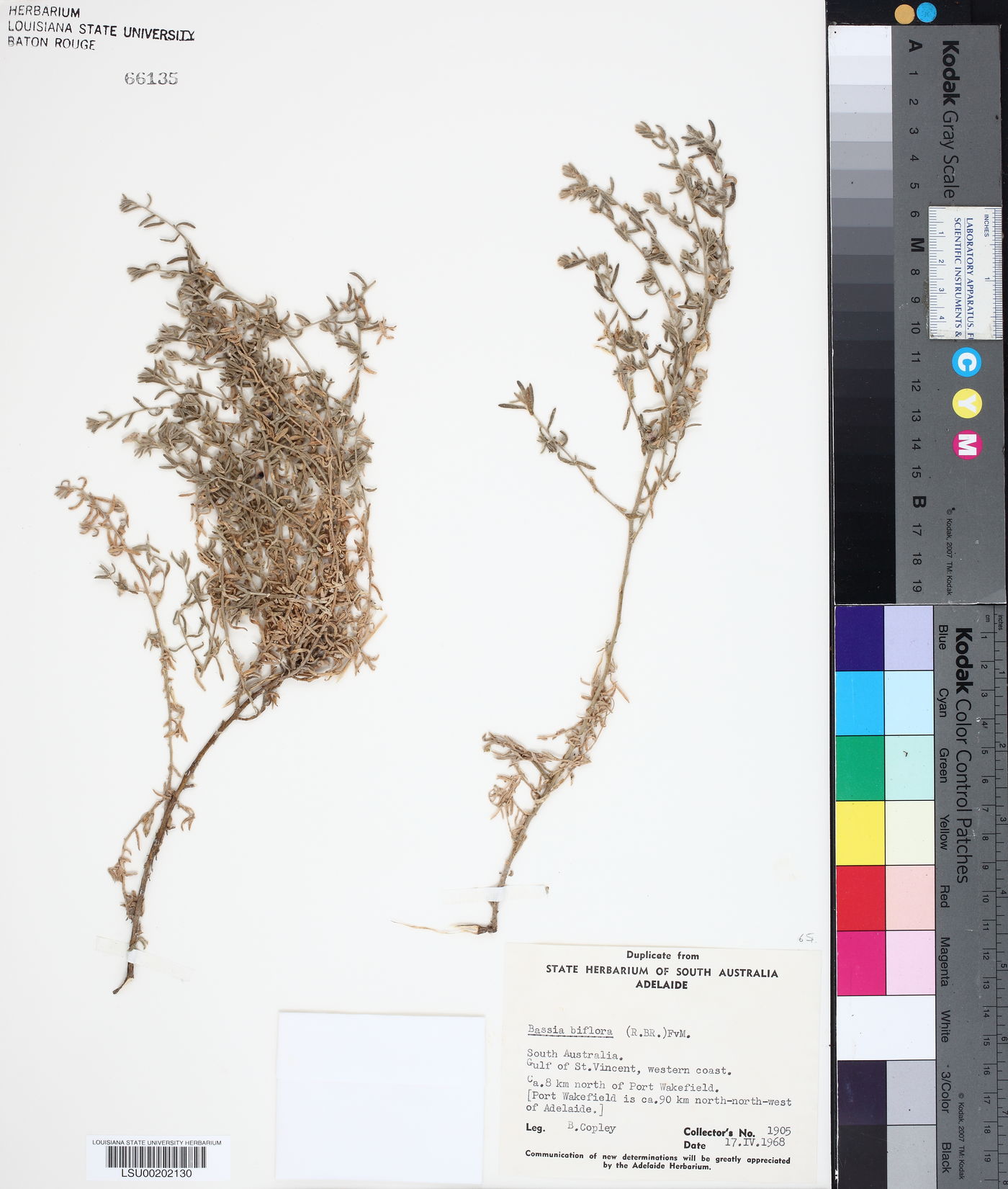 Dissocarpus biflorus image