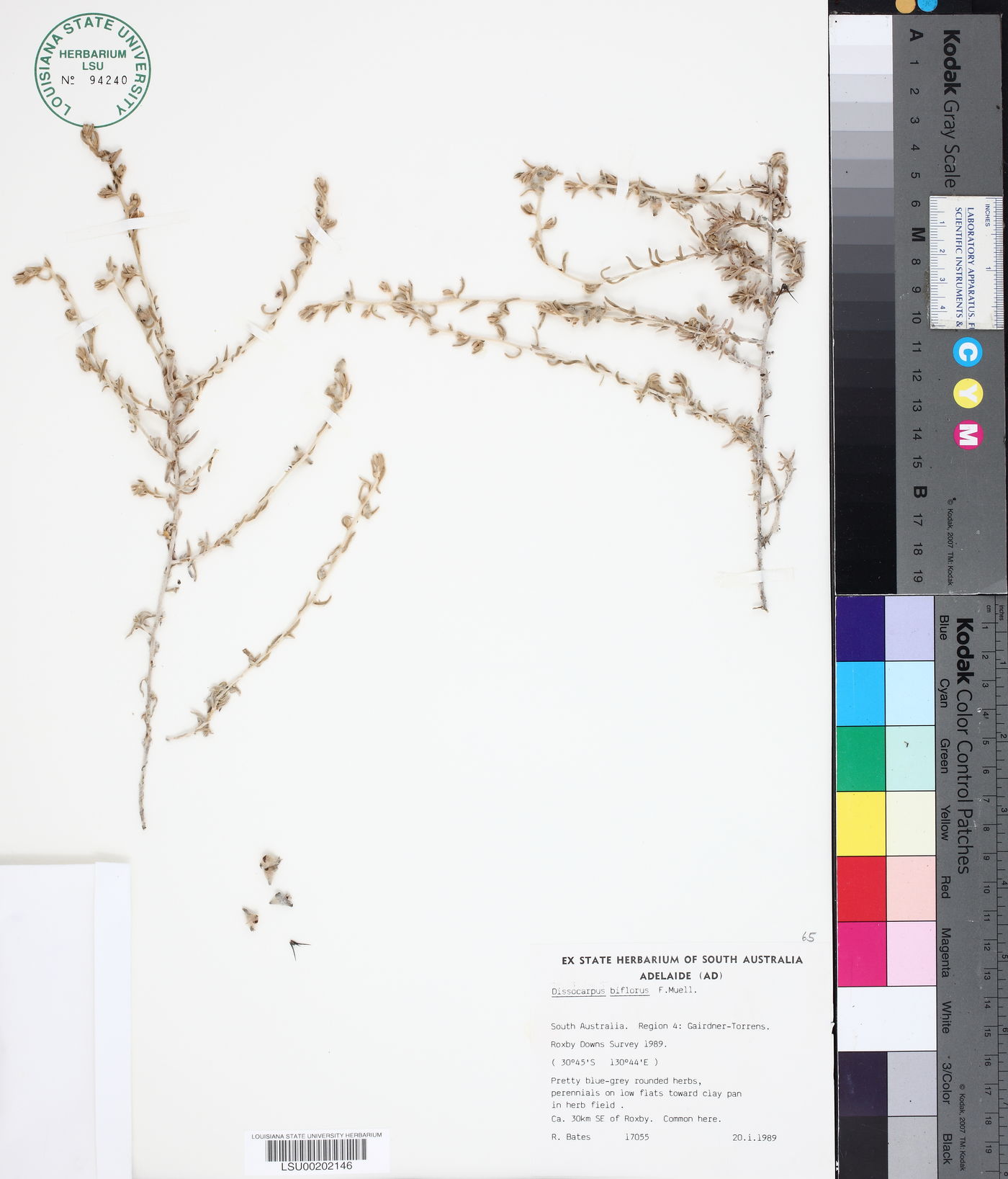 Dissocarpus image
