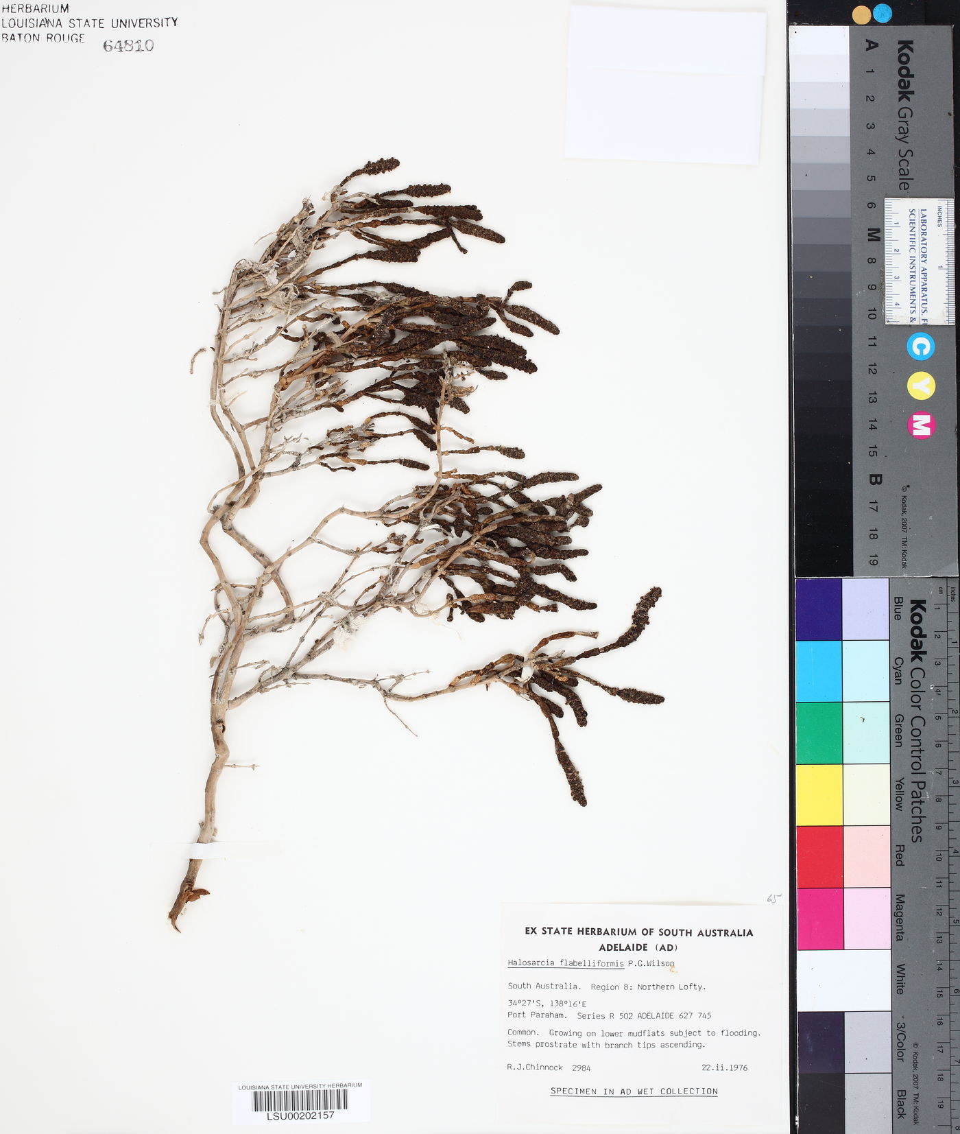 Tecticornia flabelliformis image