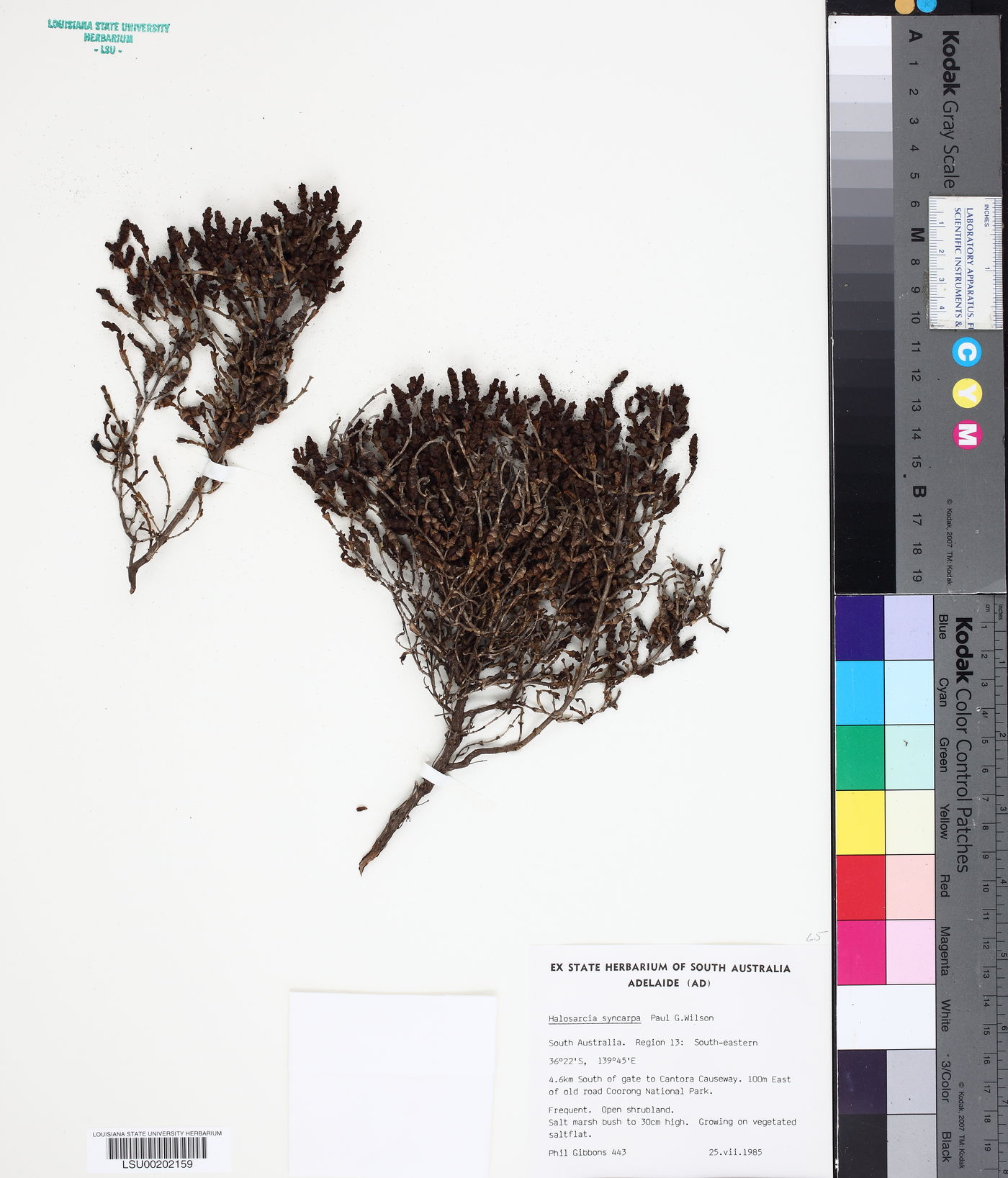 Tecticornia syncarpa image