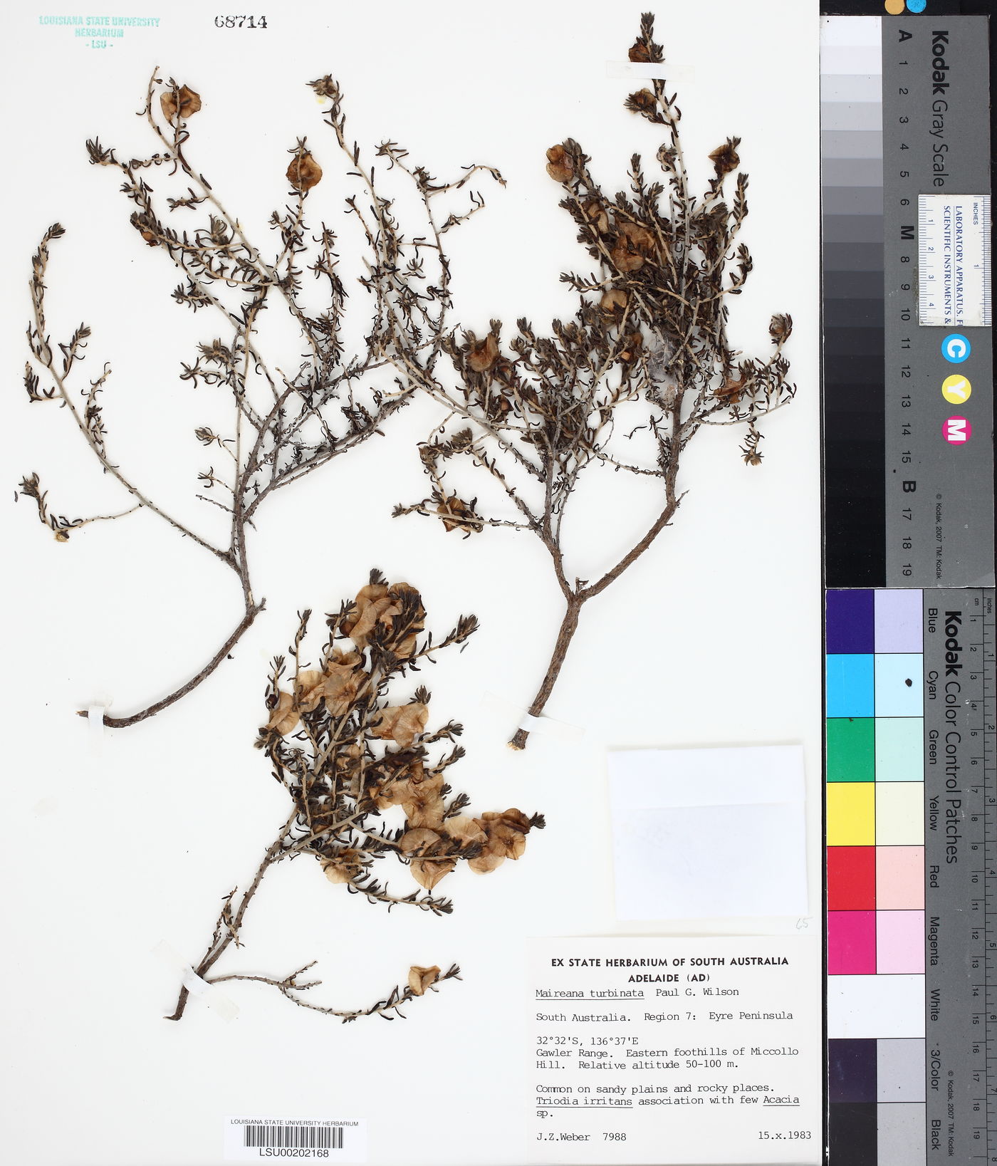 Maireana turbinata image