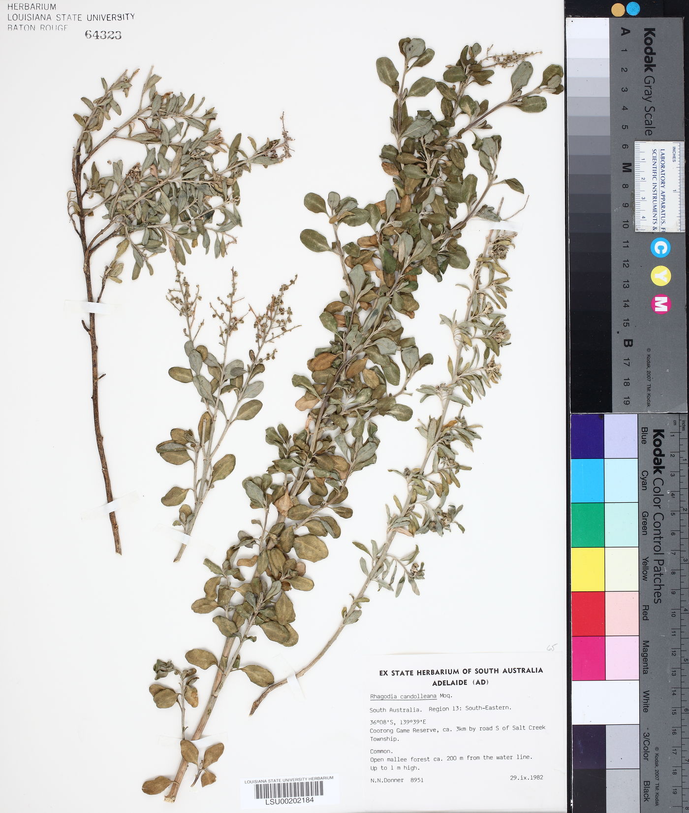 Rhagodia candolleana image